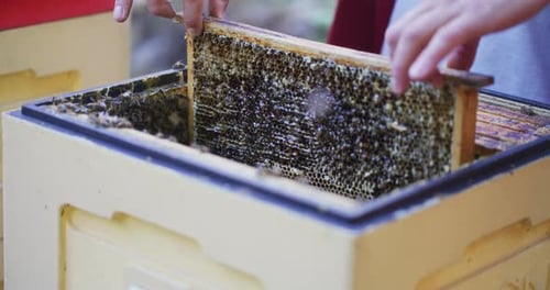 The Beekeeper Carefully Puts Frames