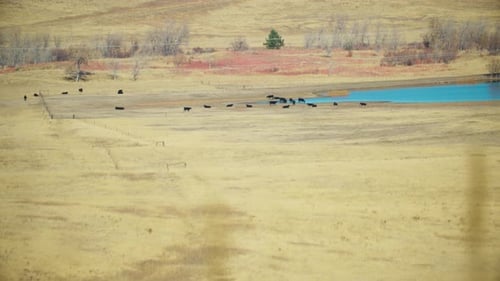 Cattle in a Valley, Cows Standing Near a Reservoir