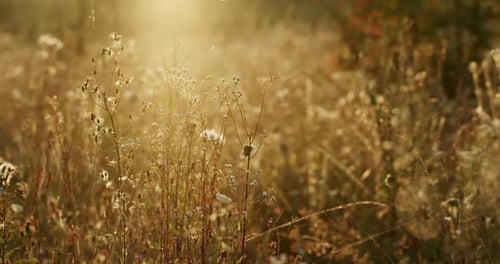 Golden Sunlight on a Wildflower Meadow at Sunset