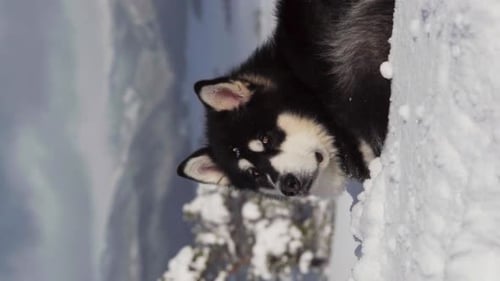 Vertical Shot Of An Alaskan Malamute Lying On Snowy Landscape - close up