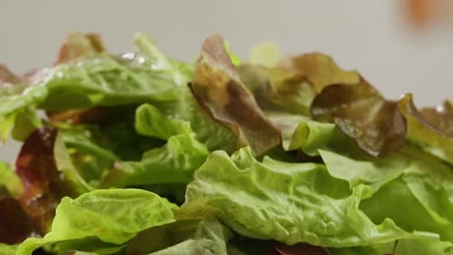 Fresh Salad Green Lettuce Leaves on White Background Close Up Macro Vegan Food