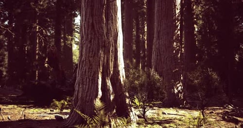 Majestic Trees Reaching for the Sky in a Serene Forest Landscape