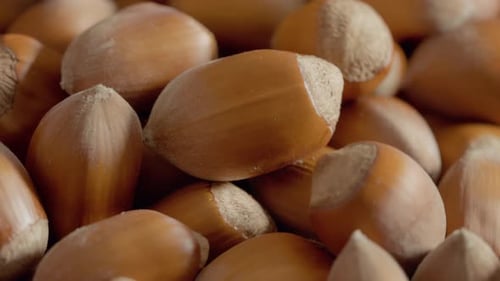 Discovering the beauty and benefits of fresh hazelnuts from the orchard