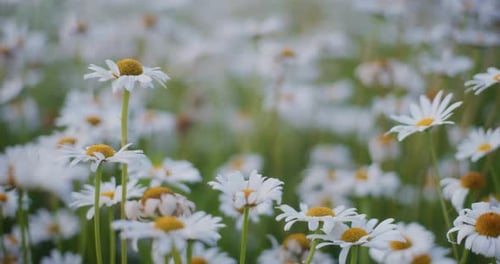 Nahaufnahme blühender weißer Gänseblümchen auf einer Blumenwiese
