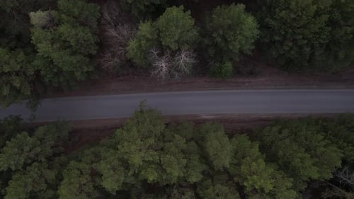 Above The Country Road In The Forest