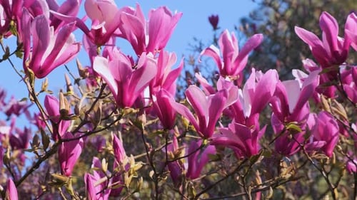 Spring Pink Cherry Blossoming Flowers or Sakura Against Blue Sky on Sunny Day Close Up Nature