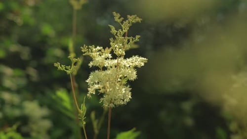 Pince à fleurs blanches de reine des prés se balançant dans la brise estivale