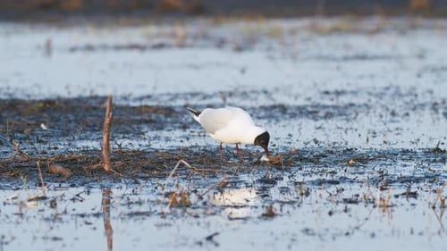 Black headed gull on spring flooded meadow wetlands feeding
