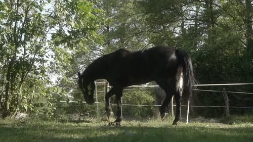 Un caballo cava el suelo con una pezuña rodeado de un pastor eléctrico.