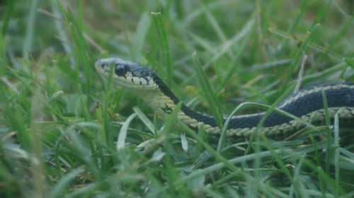 Grass Snake prêt à attaquer dans l'herbe - gros plan