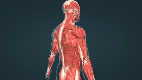 3D Human Muscular System Anatomy Rotation Animation
