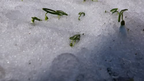 Nahaufnahme von Schneeglöckchenblumen im schnell schmelzenden Schnee im Zeitraffer am Frühlingsmorgen