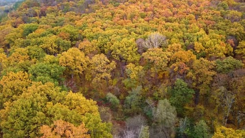 Autumn aerial look down view on colorful forest