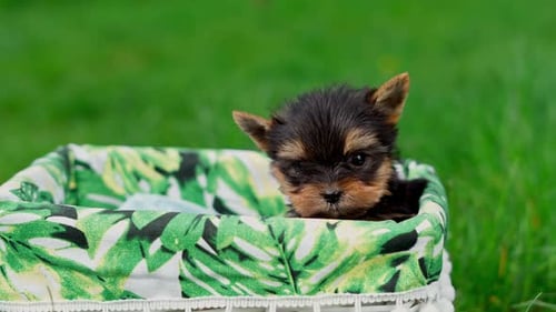 A little Yorkshire Terrier Puppy Sitting in a white wicker basket on Green Grass