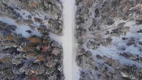 Winter in Latvia Snow_Tree_Winter_Coldwinter_BeautifulWinter_Droneshots
