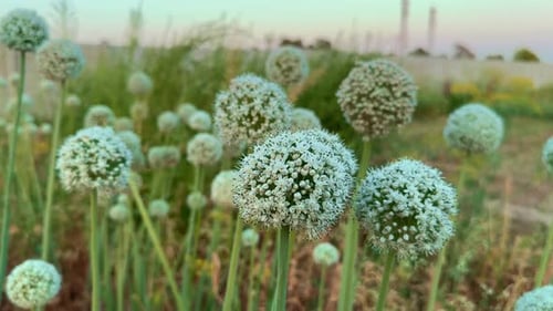 Onion green flowering