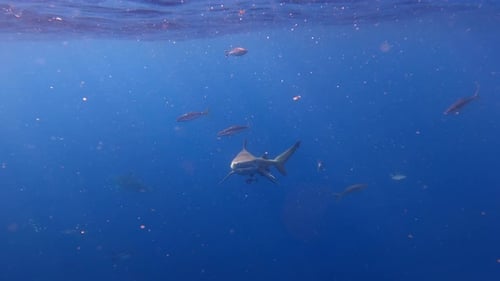Bull shark eating scraps at surface of ocean on bright sunny day - wide shot