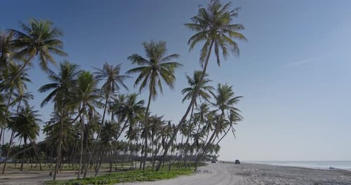 Tropical Coconut Palms Salalah Oman.