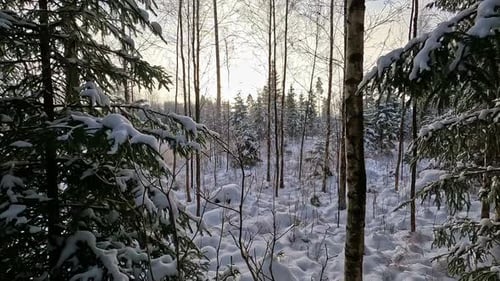 POV shot while walking dense coniferous forest with few dead trees visible in distance ahead on a cl