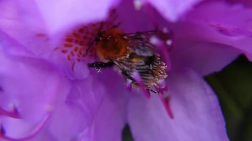 Bumblebee Pollinating Purple Rhododendron. - close up shot