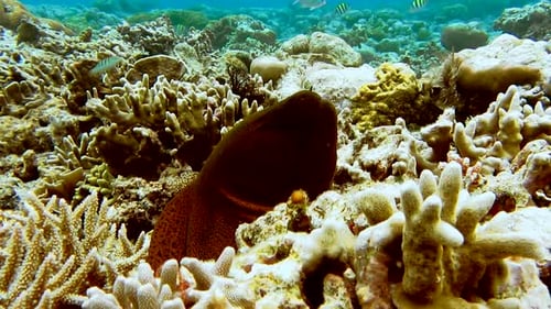 Moray Eel peeking out of a coral reef