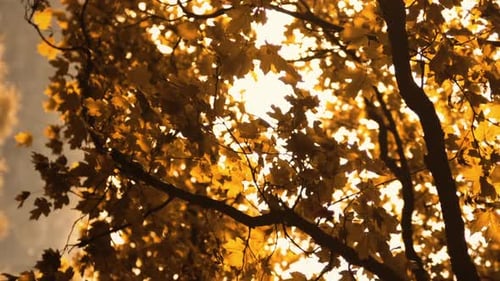 Vertical Golden Autumn Background Branch Leaves