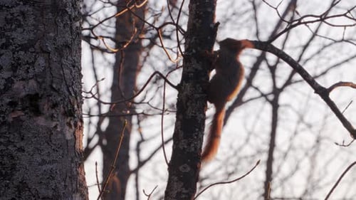 A little squirrel is looking for food in the trees.