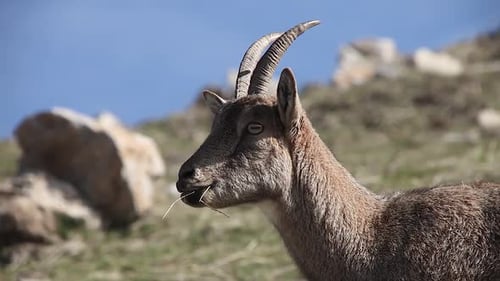 Mountain Goat Eating Grass on a Rocky Hillside