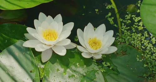 Pair of white water lilies with sunlight highlighting their petals. Flowers floating in the pond.
