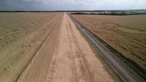 Wheat field aerial view in Ukraine