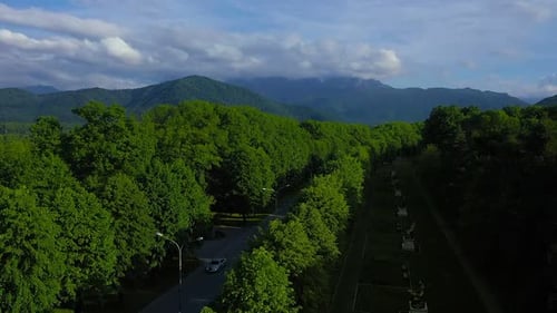 Aerial Top View of Summer Green Trees in Forest Background Caucasus Russia
