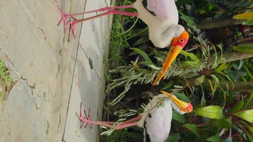 Hungry Yellowbilled Stork Pick Up Twig From Ground Located in Natural Park