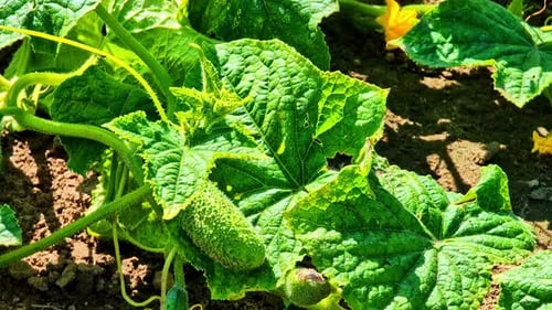 Cucumber plant growing in garden with leaves and small fruits on warm sunny day