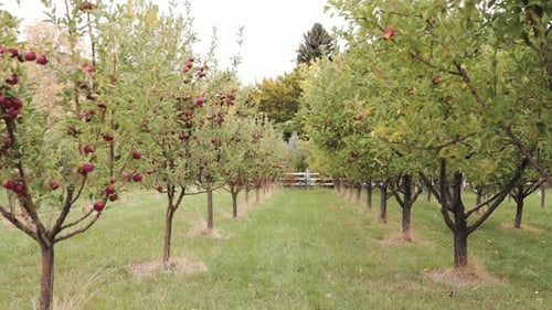 Red Apple Orchard Trees in Rows 1080p 60fps