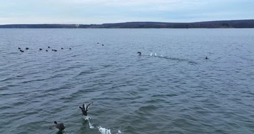 Wenige Enten folgen ihrer Herde und schließen sich ihnen an. Schwarze Enten schwimmen in Scharen auf dem Wasser
.