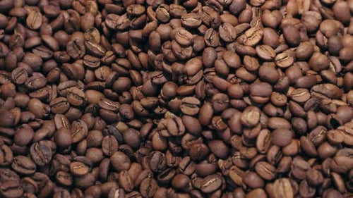 Rotating Freshly Roasted Coffee Beans in Roasting Machine