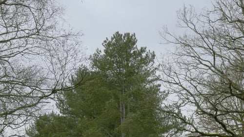 movement of bald trees and pine trees cloudy weather with wind