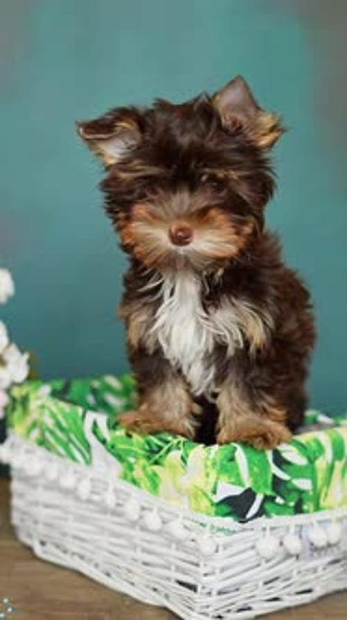 Small Brown Puppy Sitting in a Wicker Basket