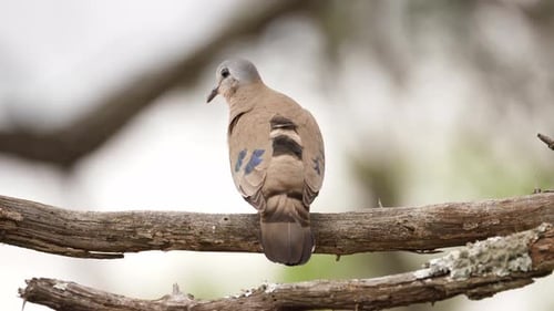Emerald Spotted Wood Dove flies away from perch on dry tree branch