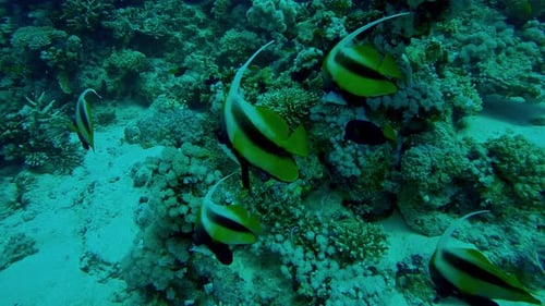 Reef bannerfish swimming near coral reef underwater