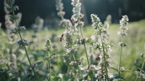 Bee Pollinating White Flowers in a Sunny Field