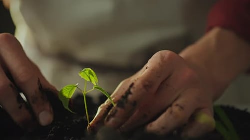 Hands Planting a Seedling in Fertile Soil