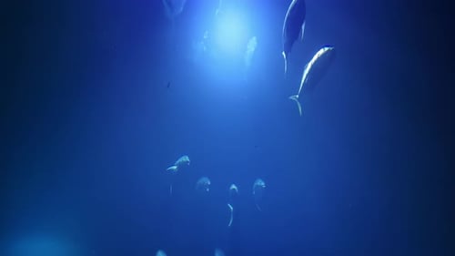 Fish Swimming Underwater in Blue Ocean