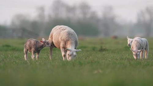 Ewe with her young lambs grazing in lush green pasture, low angle slomo