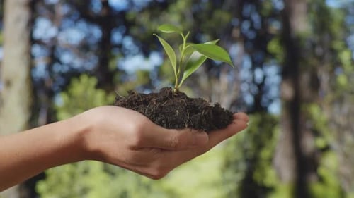 Close Up Of Black Dirt Mud With A Tree Sprout On Farmer'S Hand In The Forest