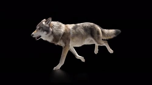 Wolf Running Loop auf schwarzem Hintergrund 4K