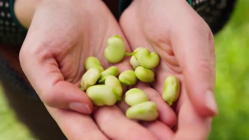 Farmer Hands Holding Broad Bean