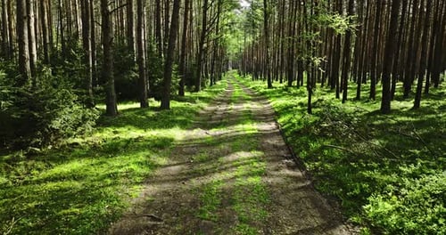 At sunlight green spring forest and footpath, Poland.