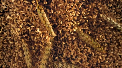 Golden Wheat Seeds and Stalks Rising Upward
