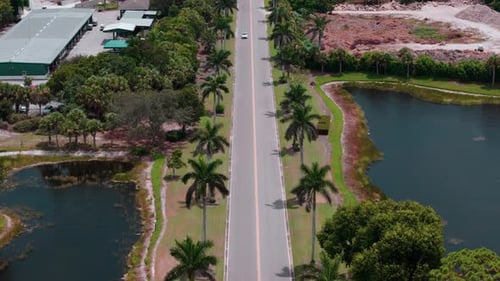 Wide Drone Shot of Flying Above Road Lined with Tall Palm Trees
